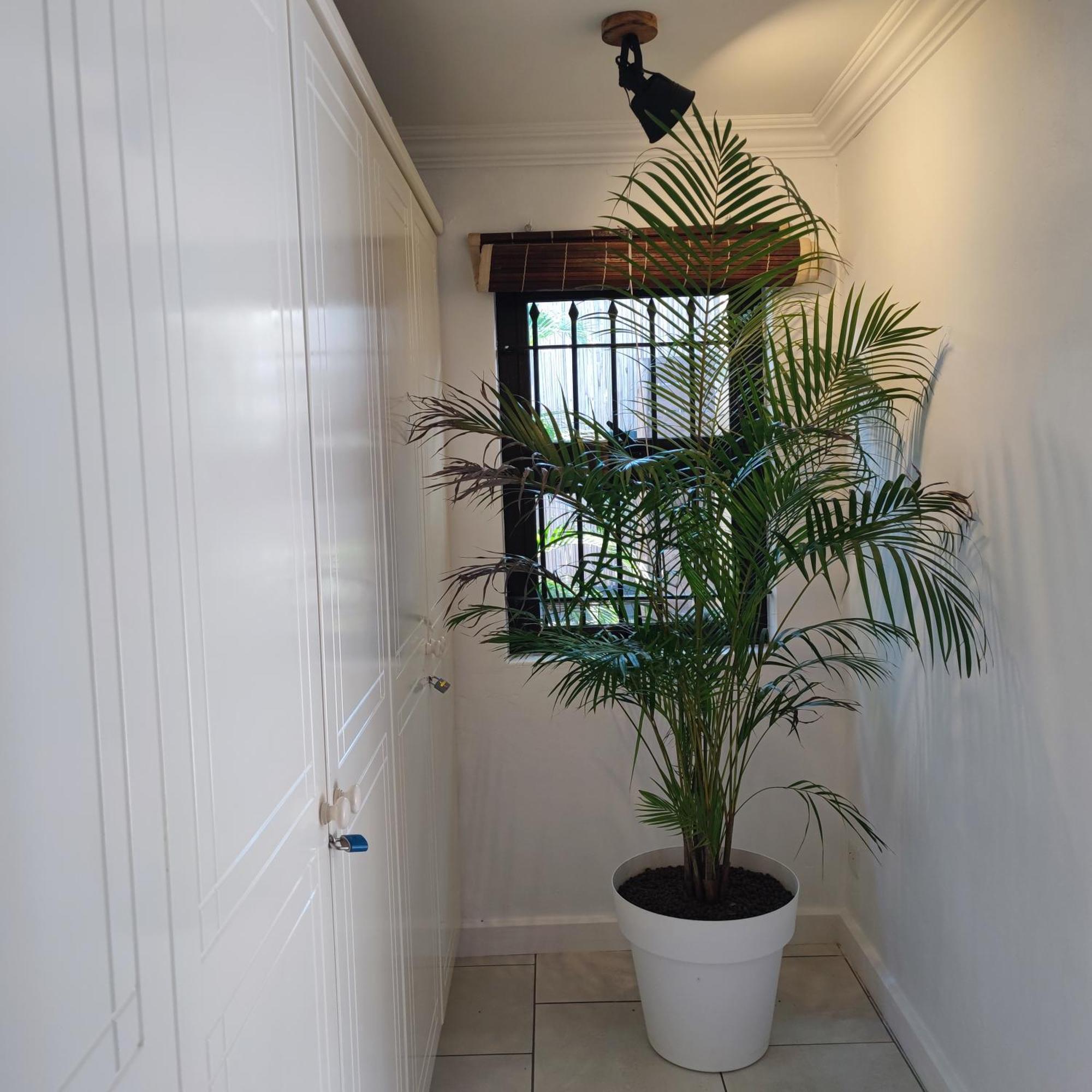 Sweet Island Bed & Breakfast Riviere Noire Luaran gambar